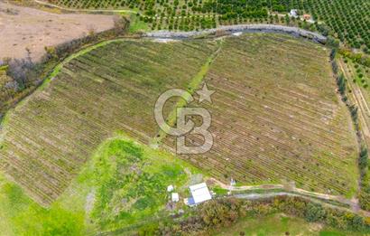 KÖYCEĞİZ TOPARLAR'DA MÜSTAKİL TAPULU 40 DÖNÜM TARLA