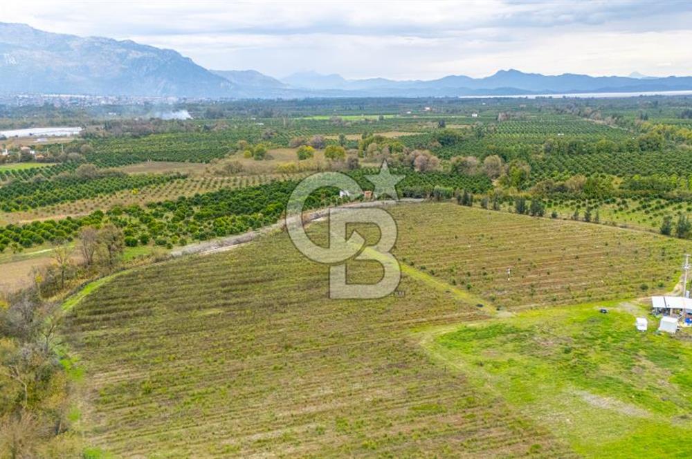 KÖYCEĞİZ TOPARLAR'DA MÜSTAKİL TAPULU 40 DÖNÜM TARLA