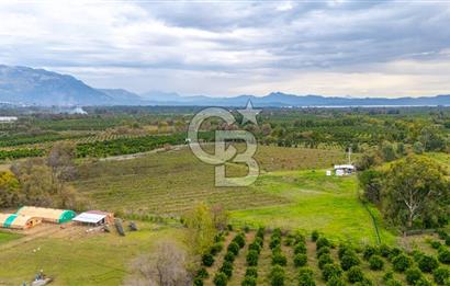 KÖYCEĞİZ TOPARLAR'DA MÜSTAKİL TAPULU 40 DÖNÜM TARLA