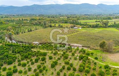 KÖYCEĞİZ TOPARLAR'DA MÜSTAKİL TAPULU 40 DÖNÜM TARLA