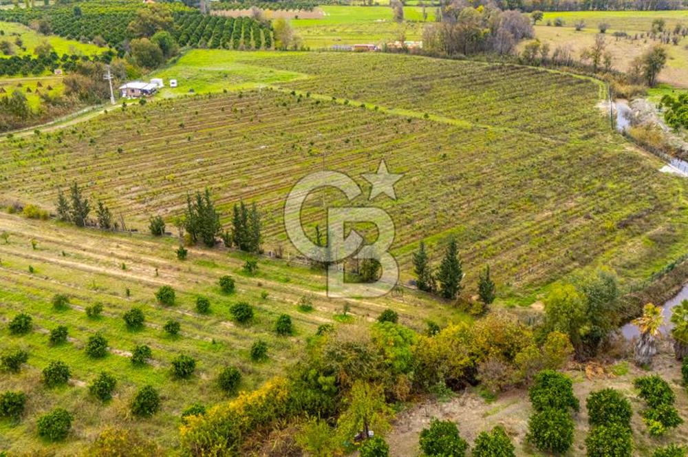 KÖYCEĞİZ TOPARLAR'DA MÜSTAKİL TAPULU 40 DÖNÜM TARLA