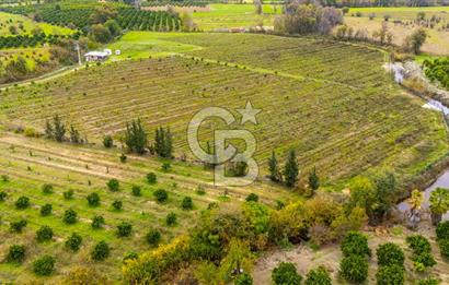 KÖYCEĞİZ TOPARLAR'DA MÜSTAKİL TAPULU 40 DÖNÜM TARLA