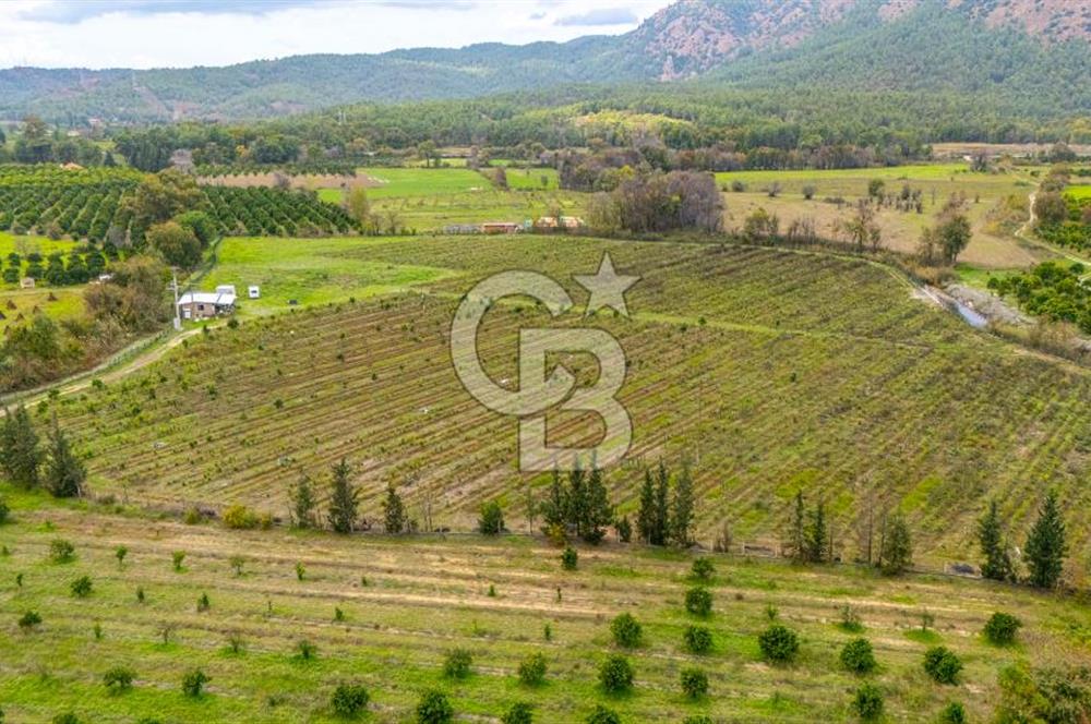 KÖYCEĞİZ TOPARLAR'DA MÜSTAKİL TAPULU 40 DÖNÜM TARLA