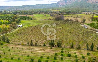 KÖYCEĞİZ TOPARLAR'DA MÜSTAKİL TAPULU 40 DÖNÜM TARLA