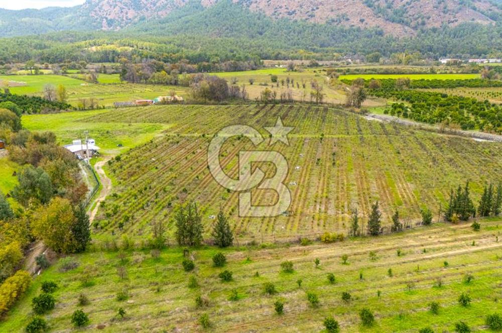 KÖYCEĞİZ TOPARLAR'DA MÜSTAKİL TAPULU 40 DÖNÜM TARLA