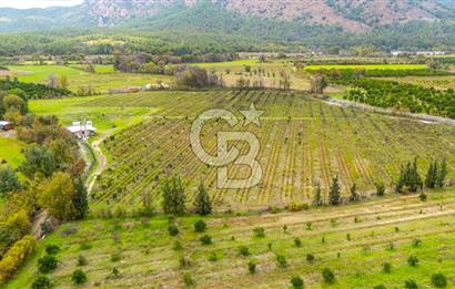 KÖYCEĞİZ TOPARLAR'DA MÜSTAKİL TAPULU 40 DÖNÜM TARLA