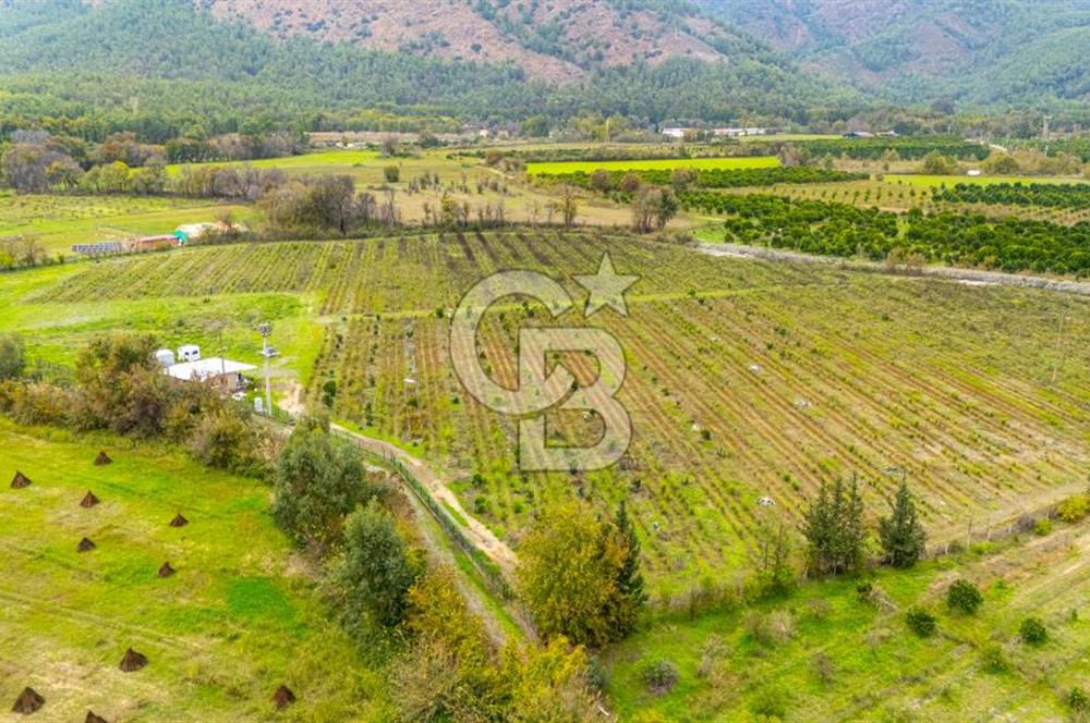 KÖYCEĞİZ TOPARLAR'DA MÜSTAKİL TAPULU 40 DÖNÜM TARLA