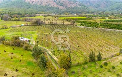 KÖYCEĞİZ TOPARLAR'DA MÜSTAKİL TAPULU 40 DÖNÜM TARLA