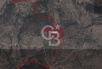   BAYINDIR YENİCE SARIKAVAK MEVKİİN DE 30 DÖNÜM SATILIK ZEYTİNLİK   - 7 - 313045