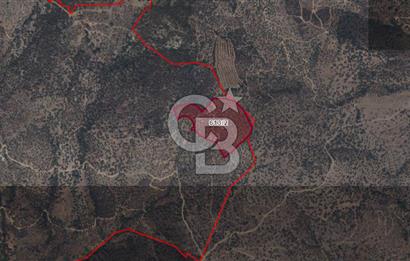   BAYINDIR YENİCE SARIKAVAK MEVKİİN DE 30 DÖNÜM SATILIK ZEYTİNLİK  