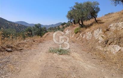 İzmir /Bayındır Alanköy'de Satılık Uygun Zeytinlik
