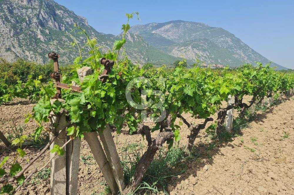 MANİSA ŞEHZADELER SATILIK TARLA 