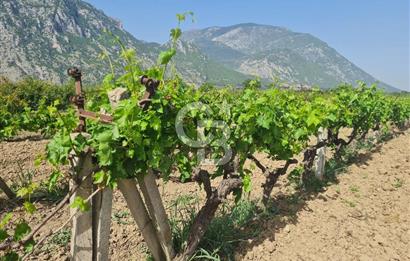 MANİSA ŞEHZADELER SATILIK TARLA 