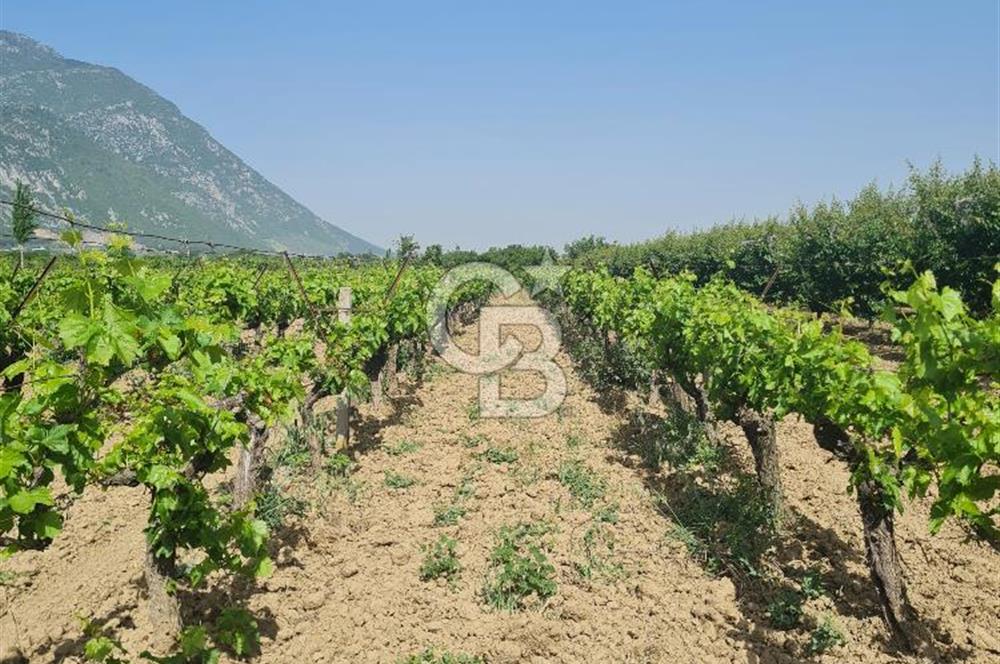 MANİSA ŞEHZADELER SATILIK TARLA 