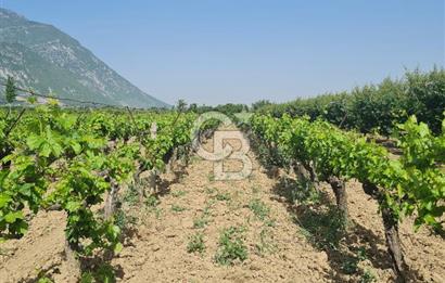 MANİSA ŞEHZADELER SATILIK TARLA 