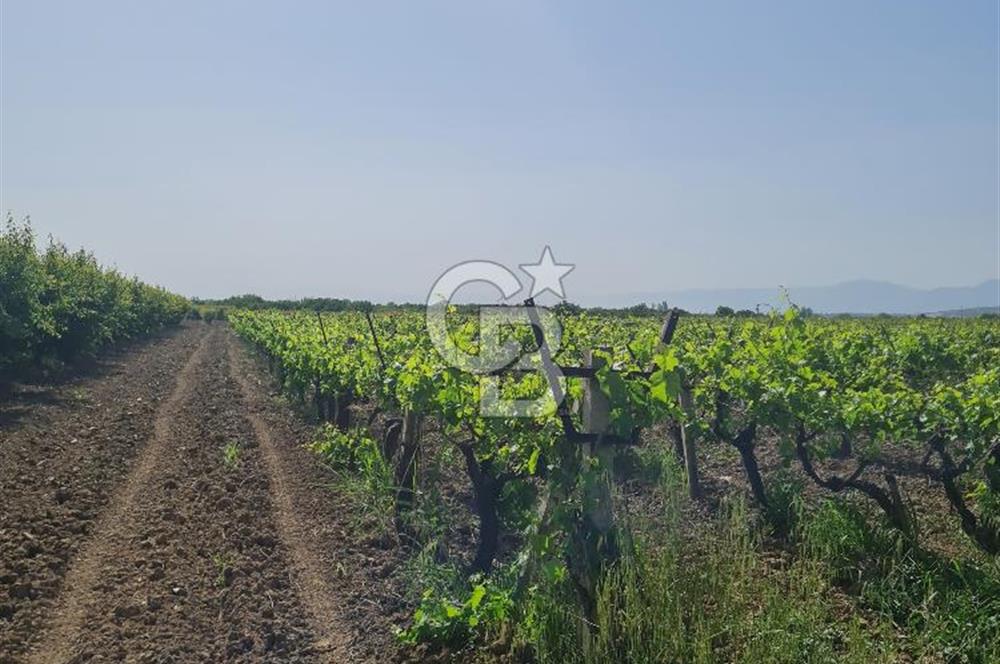 MANİSA ŞEHZADELER SATILIK TARLA 