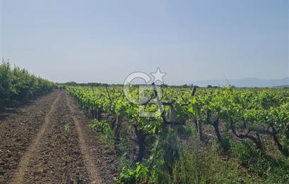 MANİSA ŞEHZADELER SATILIK TARLA 