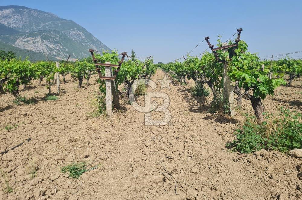 MANİSA ŞEHZADELER SATILIK TARLA 