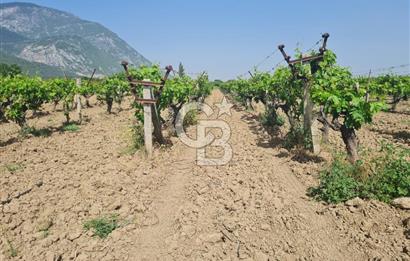 MANİSA ŞEHZADELER SATILIK TARLA 