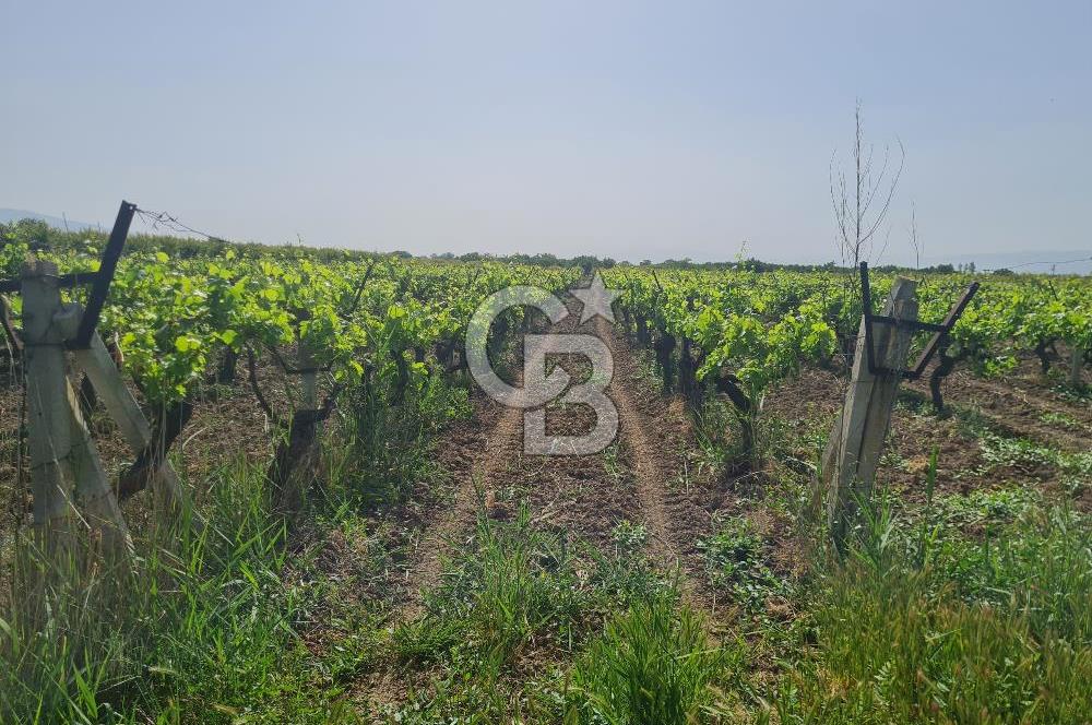 MANİSA ŞEHZADELER SATILIK TARLA 