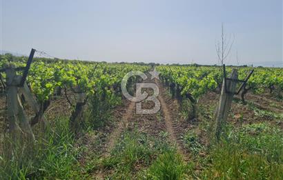 MANİSA ŞEHZADELER SATILIK TARLA 