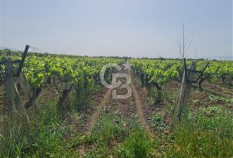 MANİSA ŞEHZADELER SATILIK TARLA  - 1 - 313211