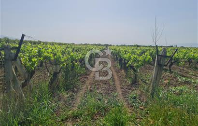 MANİSA ŞEHZADELER SATILIK TARLA 