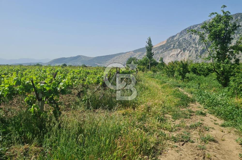 MANİSA ŞEHZADELER SATILIK TARLA 