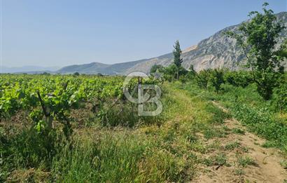 MANİSA ŞEHZADELER SATILIK TARLA 