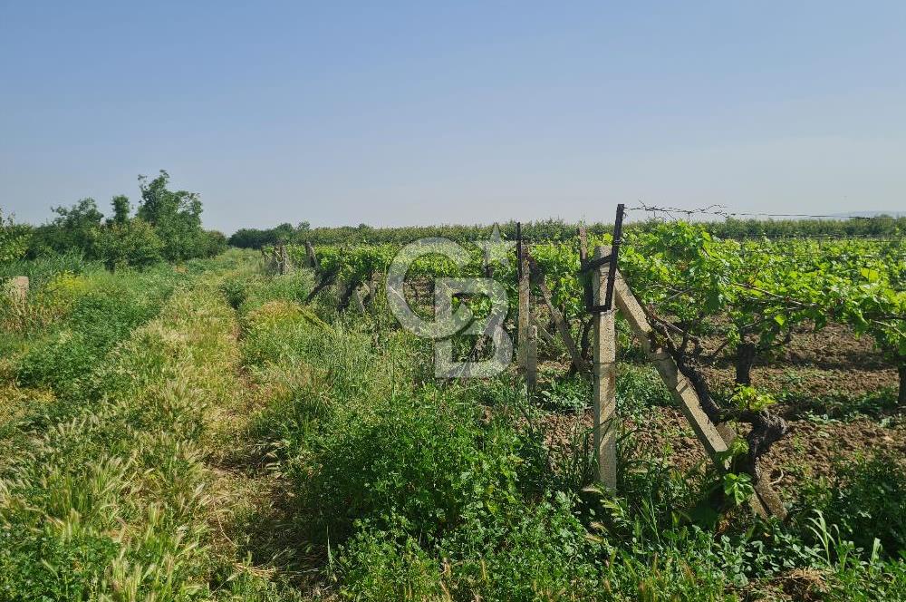 MANİSA ŞEHZADELER SATILIK TARLA 