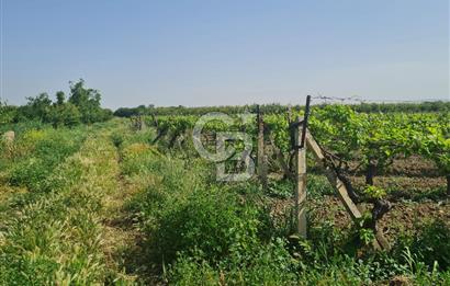 MANİSA ŞEHZADELER SATILIK TARLA 