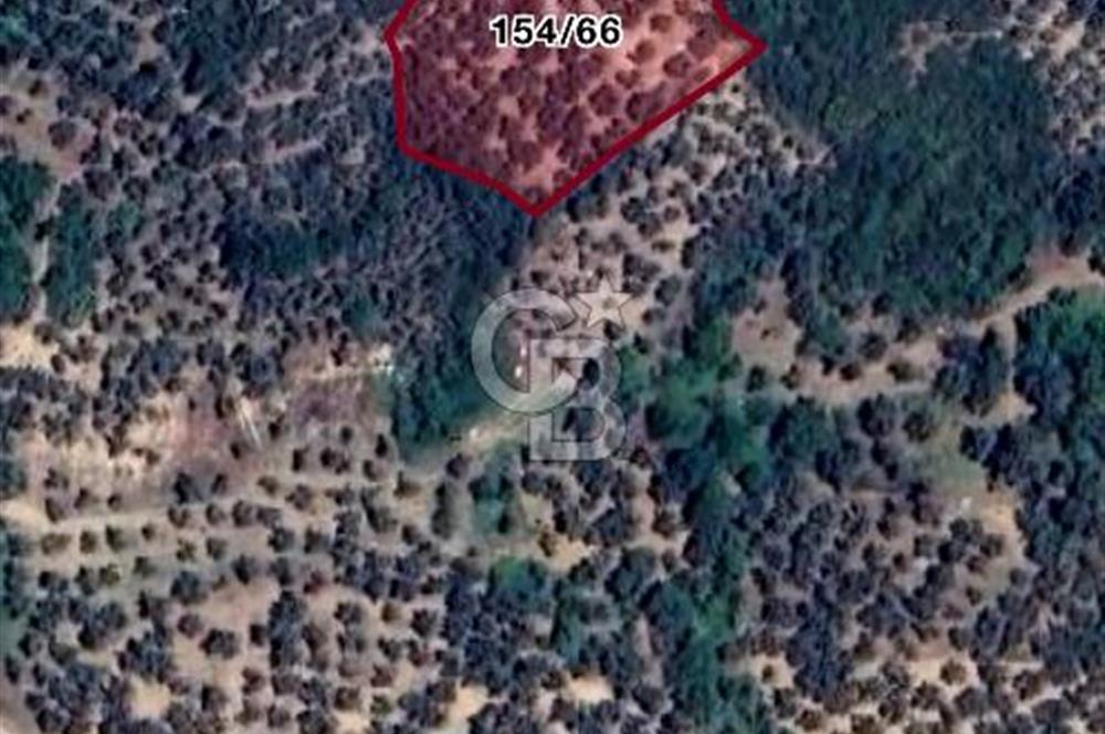 BURSA,ORHANGAZİ ÇELTİKÇİ MH.'NDE UYGUN FİYATLI ZEYTİNLİK