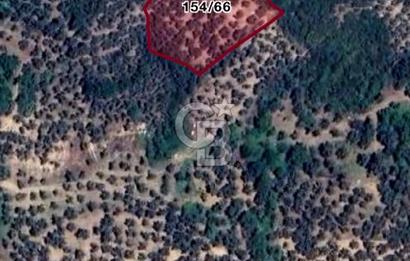 BURSA,ORHANGAZİ ÇELTİKÇİ MH.'NDE UYGUN FİYATLI ZEYTİNLİK