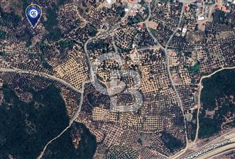 BURSA,ORHANGAZİ ÇELTİKÇİ MH.'NDE UYGUN FİYATLI ZEYTİNLİK - 10 - 313277