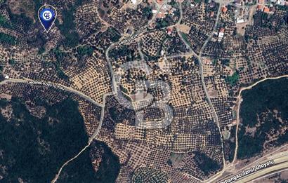 BURSA,ORHANGAZİ ÇELTİKÇİ MH.'NDE UYGUN FİYATLI ZEYTİNLİK