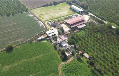 İzmir Tire Anayolu kenarında Satılık 40.000 m² Müştemilatlı Tarla