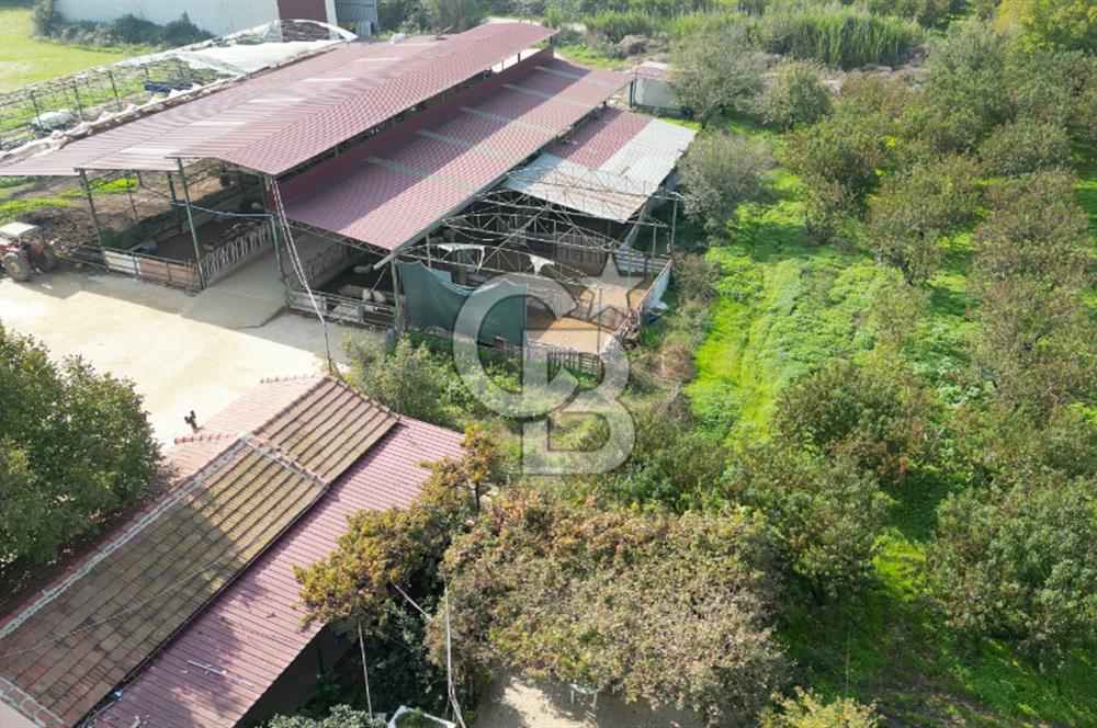 İzmir Tire Anayolu kenarında Satılık 40.000 m² Müştemilatlı Tarla