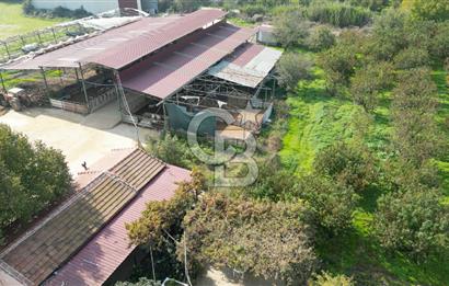 İzmir Tire Anayolu kenarında Satılık 40.000 m² Müştemilatlı Tarla