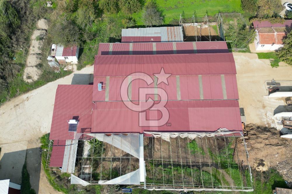 İzmir Tire Anayolu kenarında Satılık 40.000 m² Müştemilatlı Tarla