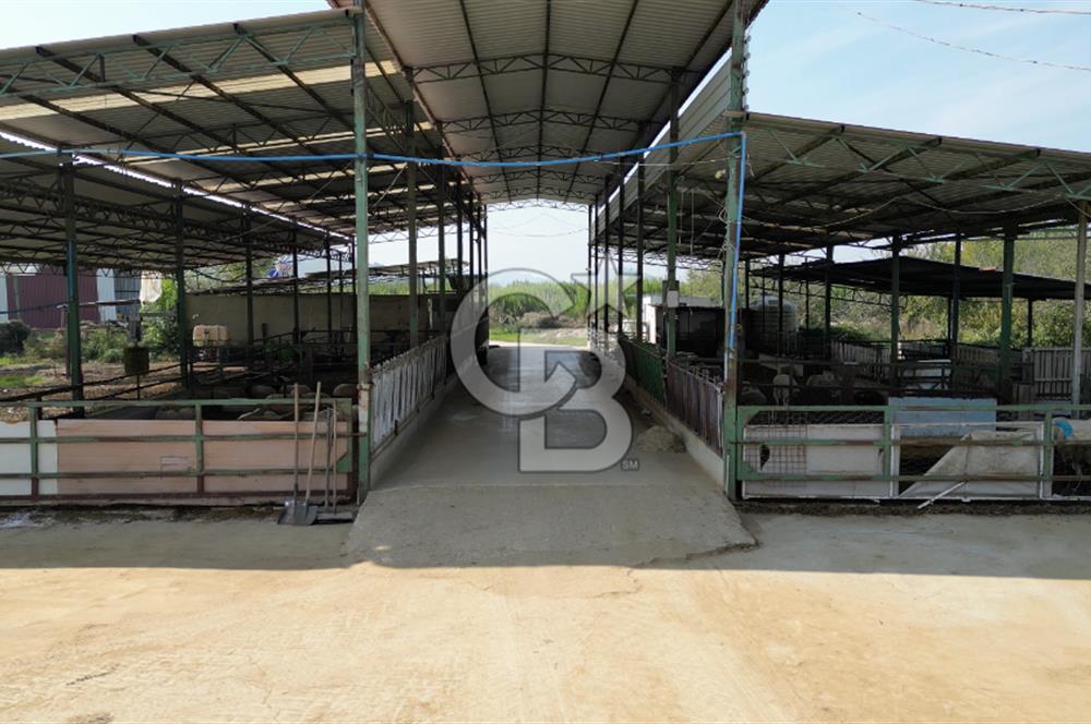 İzmir Tire Anayolu kenarında Satılık 40.000 m² Müştemilatlı Tarla