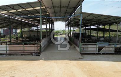 İzmir Tire Anayolu kenarında Satılık 40.000 m² Müştemilatlı Tarla