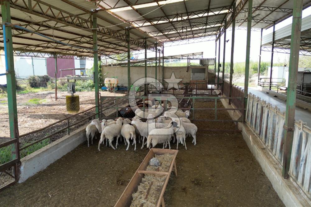 İzmir Tire Anayolu kenarında Satılık 40.000 m² Müştemilatlı Tarla