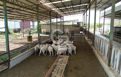 İzmir Tire Anayolu kenarında Satılık 40.000 m² Müştemilatlı Tarla