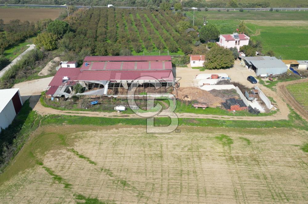 İzmir Tire Anayolu kenarında Satılık 40.000 m² Müştemilatlı Tarla