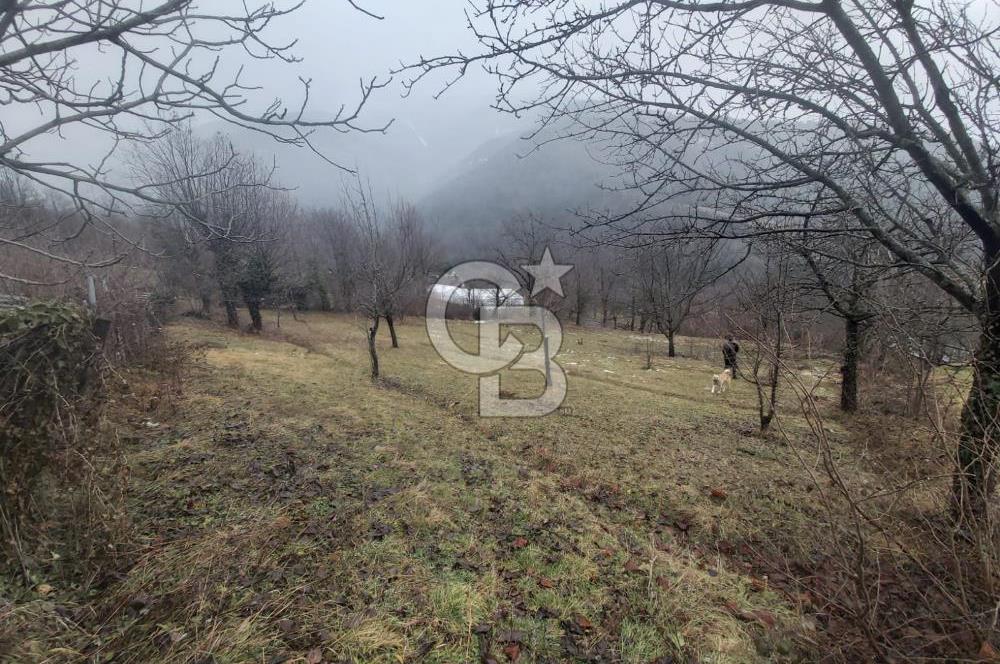 COLDWELL BANKER NET GAYRİMENKUL'DEN ARTVİNDE SATLIK TARLA