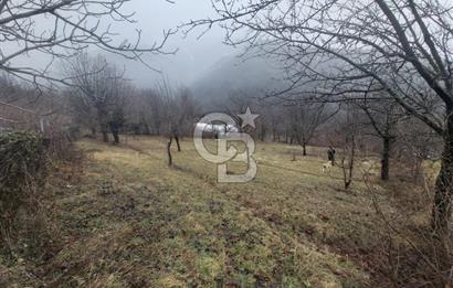 COLDWELL BANKER NET GAYRİMENKUL'DEN ARTVİNDE SATLIK TARLA