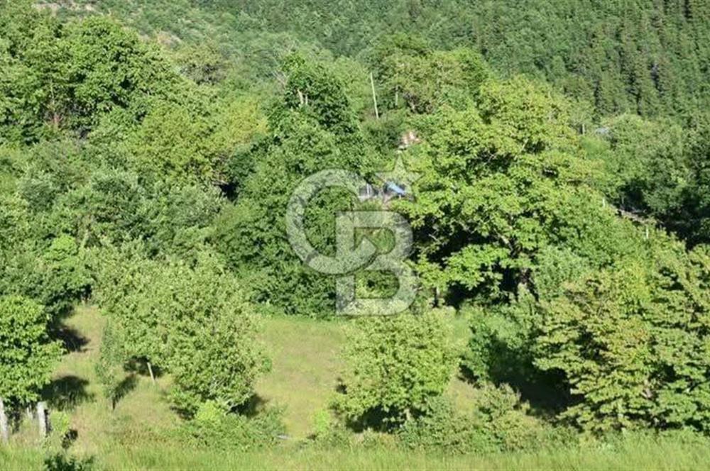 COLDWELL BANKER NET GAYRİMENKUL'DEN ARTVİNDE SATLIK TARLA