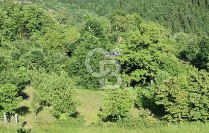 COLDWELL BANKER NET GAYRİMENKUL'DEN ARTVİNDE SATLIK TARLA