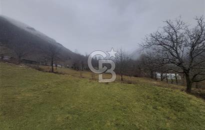 COLDWELL BANKER NET GAYRİMENKUL'DEN ARTVİNDE SATLIK TARLA