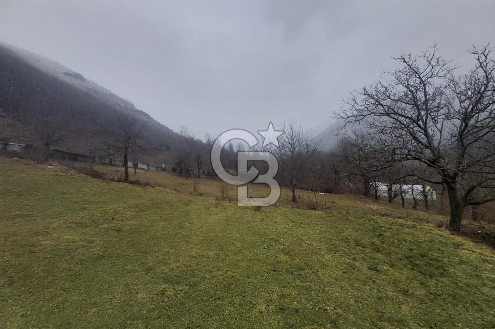 COLDWELL BANKER NET GAYRİMENKUL'DEN ARTVİNDE SATLIK TARLA